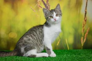 Gatinho fofo